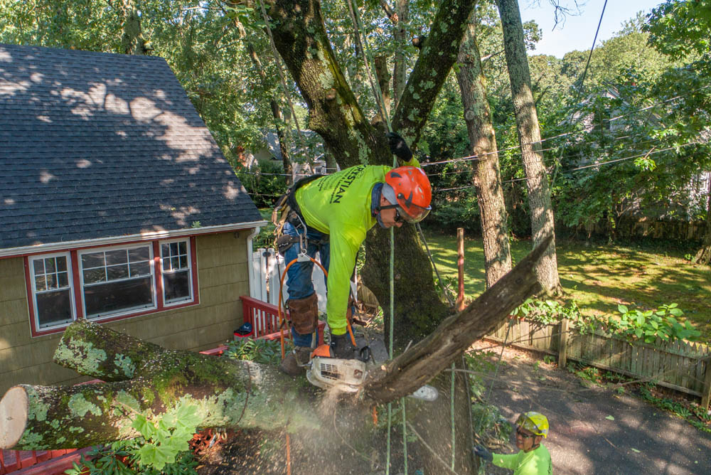 Kristian Tree Service specializes in tree cutting services
