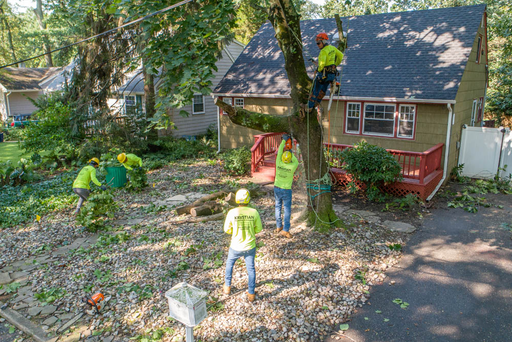 your guide to having trees removed from your property