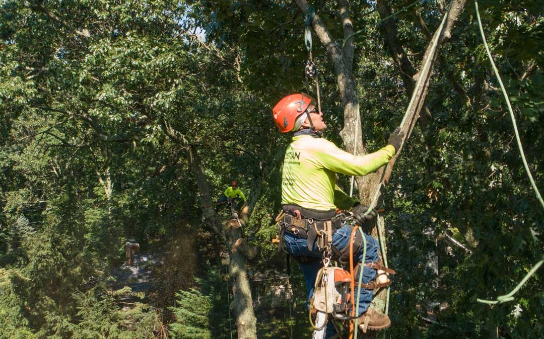reasons to remove a tree on your property