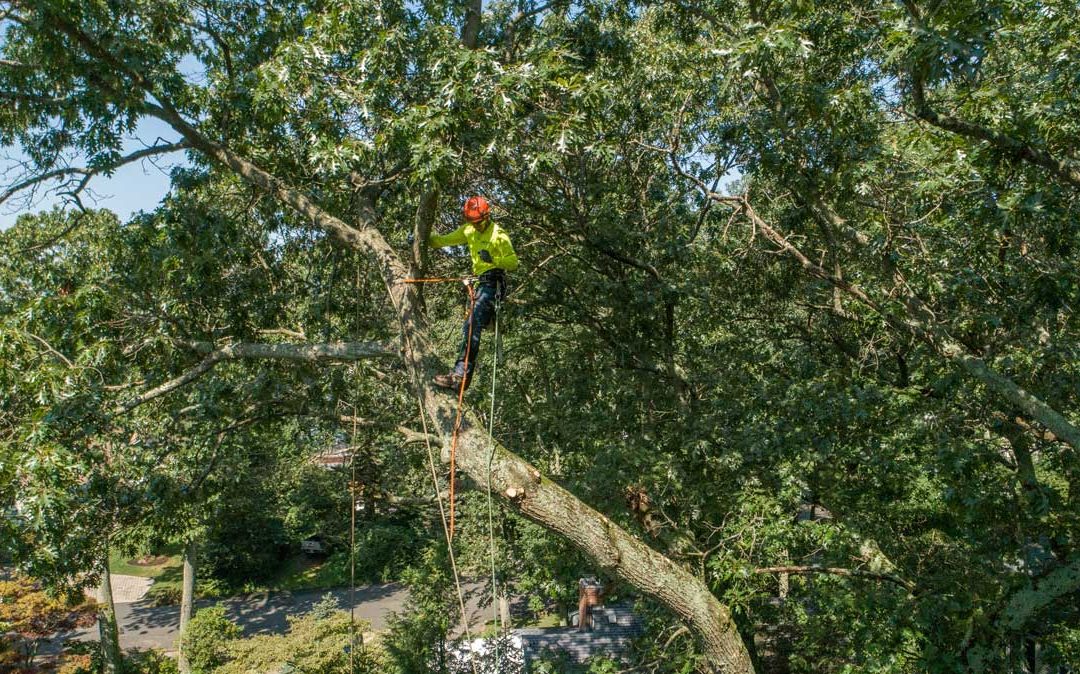 who is responsible for a fallen tree in NC?