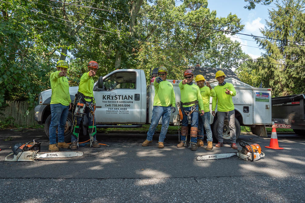 Tree Service Near Me: Trust Kristian Tree Service for Expert Care
