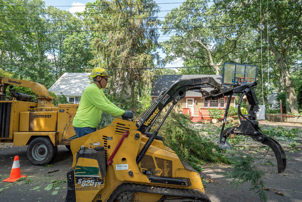guide to getting your trees removed by a professional