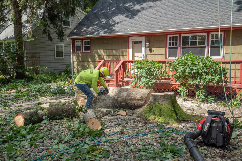 8 Reasons You May Need Tree Removal Services