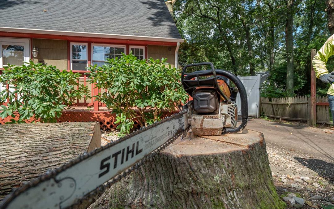 Kristian Tree Services offers professional tree removal services in Charlotte NC