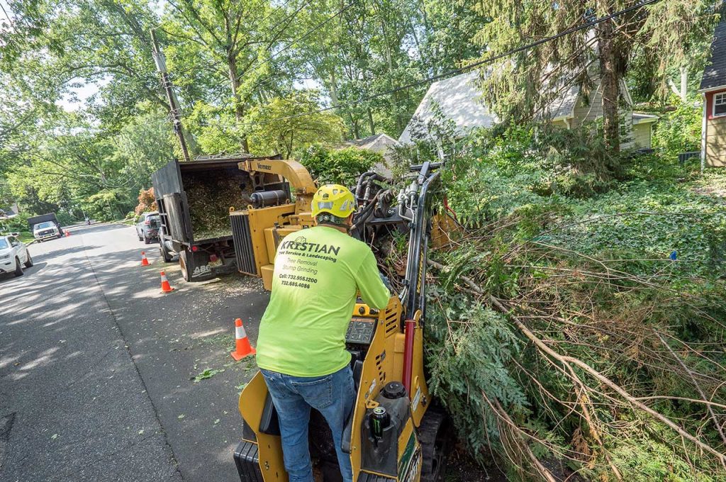 the reasons to remove a tree may be obvious, or not so obvious