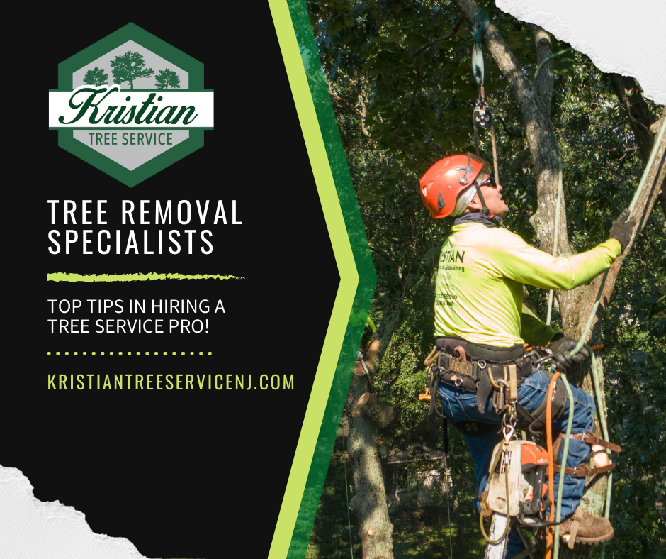 Top Tips for Hiring a Professional Tree Removal Company